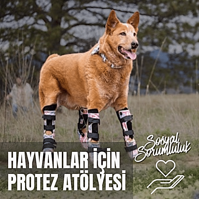 Hayvanlar için Protez Atölyesi